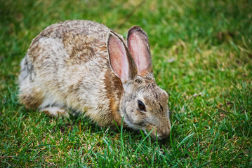 rabbit in the grass
