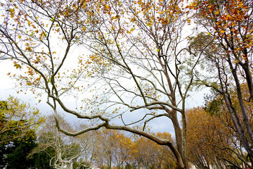 Trees with colorful leaves over clear sky in autumn time