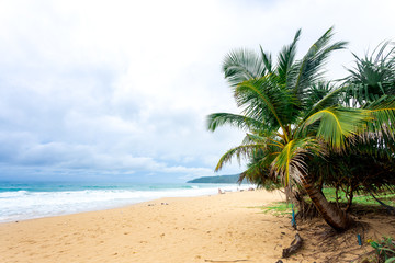 Fototapeta na wymiar Coconut trees and beaches in the sea
