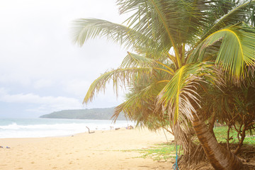 Coconut trees and beaches in the sea