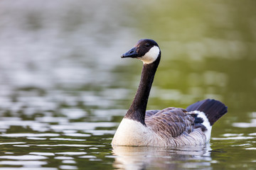 Naklejka na ściany i meble Canada goose Branta canadensis swimming in lake water, attentively observing the surroundings