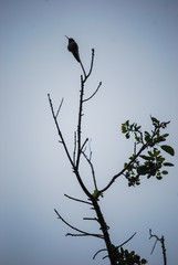 silhouette of a tree