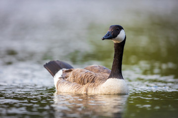 Canada goose Branta canadensis swimming in lake observing attentively the surroundings