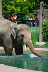 Naklejka premium elephant in zoo