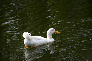 white duck swim.