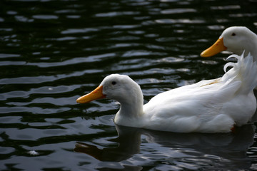 white duck swim.