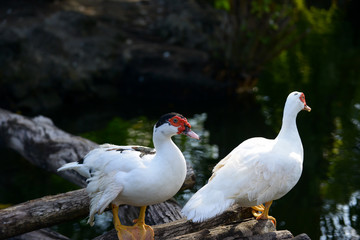 white duck swim.