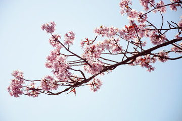 Blossom branch on sunny day