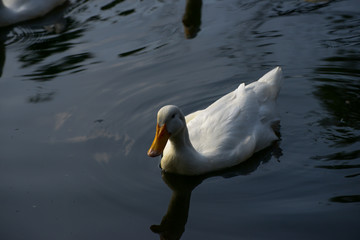 white duck swim.