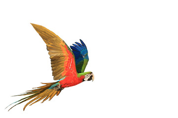 One macaw parrot is flying ,white background.