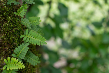 Natural background of fern and moss on a tree, textured green leaves in a soft focused layout with copy space ~NATURE'S TEXTURES~