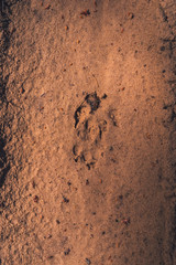 Animal trail on the sand in the forest