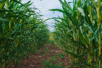 Rows of corn stretching into the distance