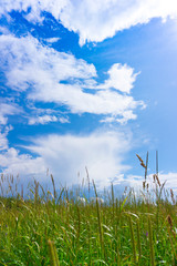 Sunny summer field with blue sky, clouds and green grass