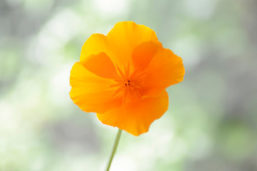 Single orange wildflower California Poppy