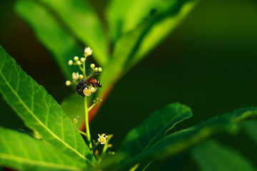 Bee find nectar on flowers