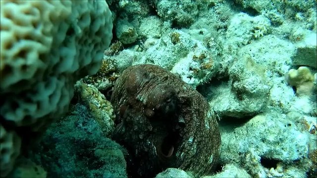 &Auml;gypten. Rotes Meer.