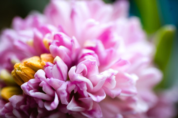 pink flower of hyacinth