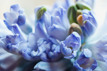 blue flower of hyacinth
