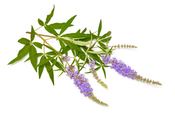 Vitex agnus-castus, chaste tree or chastetree, chasteberry, Abraham's balm, lilac chastetree or...