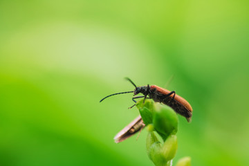 Beetle on grass in summer
