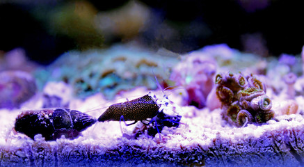 Spotted Bumblebee Shrimp - Gnathophyllum elegans