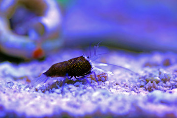 Spotted Bumblebee Shrimp - Gnathophyllum elegans