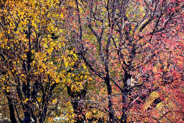 Trees with colorful leaves over clear sky in autumn time