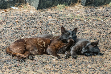 Fototapeta premium Two feral cats having a good time near the Caleta beach in La Gomera Island. Couple sleeps sweetly, basking on porous lava pebbles. The shot is made from a long distance with a long-focus lens.