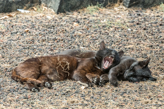 Two feral cats having a good time near the Caleta beach in La Gomera Island. Pacified cat yawns sweetly, basking on porous lava pebbles. The shot is made from a long distance with a long-focus lens