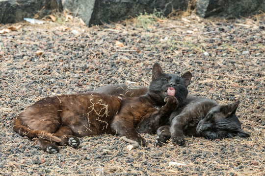 Two feral cats having a good time near the Caleta beach in La Gomera Island. Female cat licking paw, basking on porous lava pebbles. The shot is made from a long distance with a long-focus lens