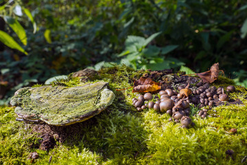 brown earth balls fungus grows on a stump, green moss and old tinder false, Scleroderma citrinum