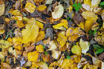 top view yellow and dry brown fallen leaves lie on the ground, autumn background