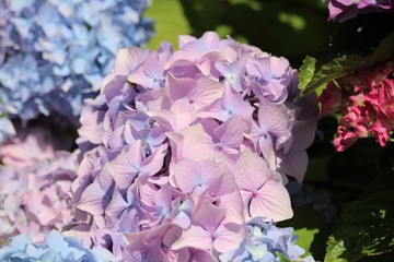 Hortensia