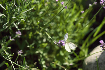 butterfly with open wings on a lavender flower