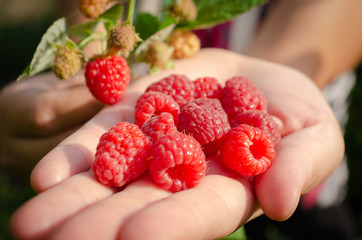 raspberries ripe berries on the palm