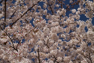 桜の風景
