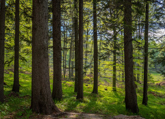 Forrest Hohe Wand