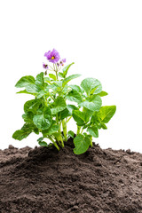 Potato plant with flowers in soil isolated on white