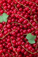 Full frame shot of freshly picked home grown red currants.