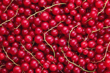 Full frame shot of freshly picked home grown red currants.