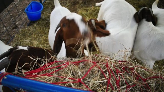 Goats eating at Expoeiras, the biggest agricultural show of Piaui state - Oeiras, Brazil