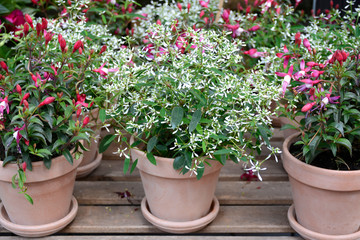 Fototapeta na wymiar Flowering plants in terracotta pot