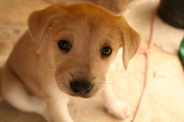 un chiot vous regarde avec amour 