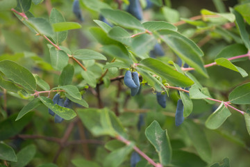  Honeysuckle ripe on the bush