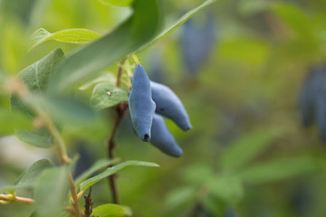  Honeysuckle ripe on the bush