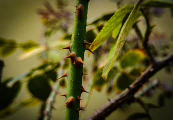 closeup of a cactus