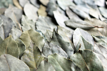 bay leaf	