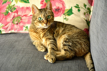 Cat lying on the couch