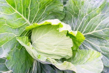 Close up green cabbage or headed cabbage  growing in harvest fielde .Organic vegetable  at freshness atmosphere farm.vegetarian food cooking.Healthy food high fiber.